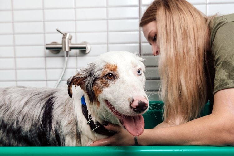 Baño de perro pastor australiano con champú 