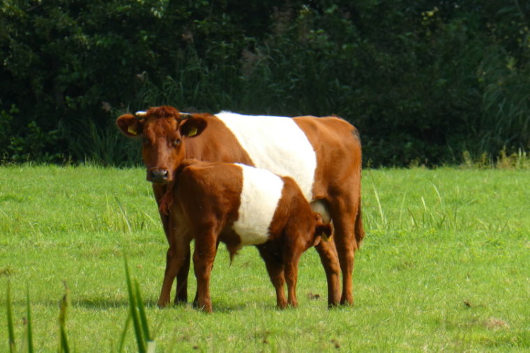 Buelingo cow and calf grazing in the grass