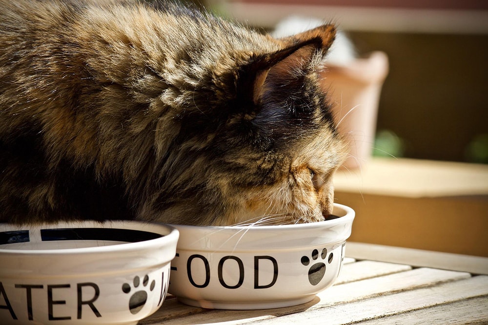 Cat eating from a ceramic bowl