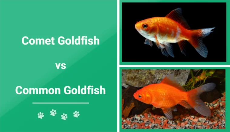 Comet vs Common Goldfish - Featured Image