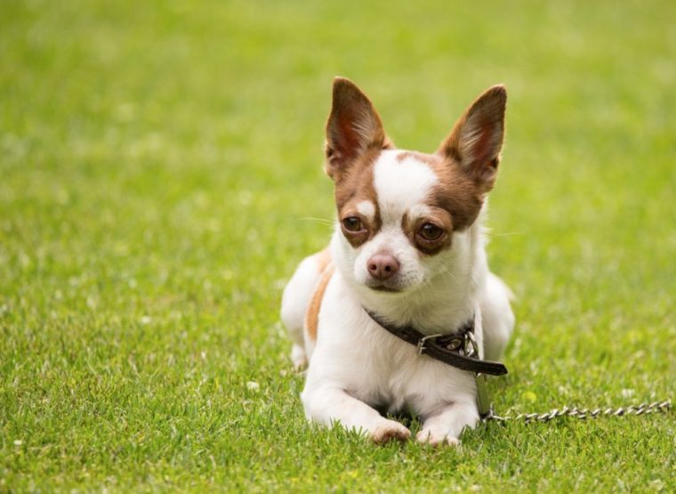 Cute purebred Chihuahua puppy resting on green meadow