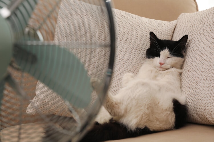 cute black and white cat enjoying fan by the sofa