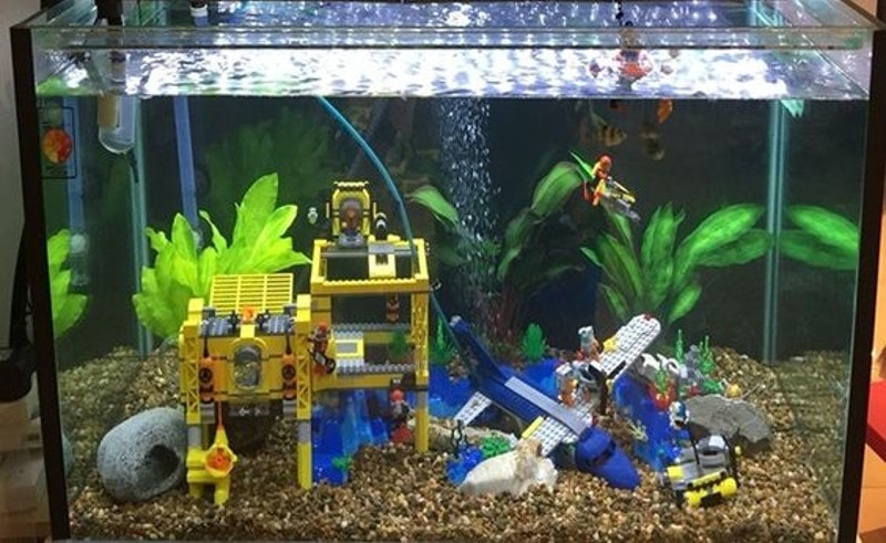 Vastu Fishes that are Affordably Priced for Your Aquarium