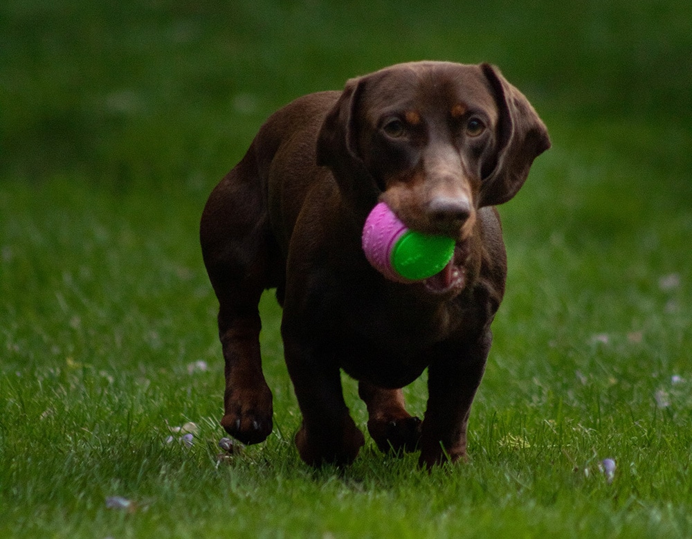 Dachshunds playing with his ball toy