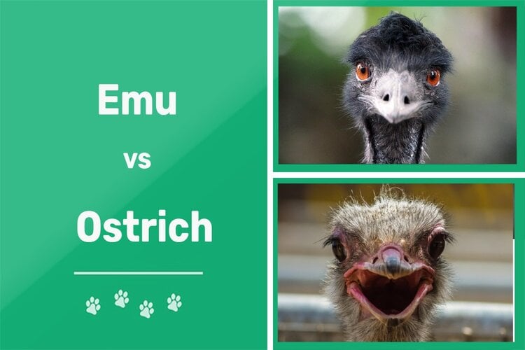 Emu vs Ostrich: What Are the Differences? (With Pictures) | Pet Keen