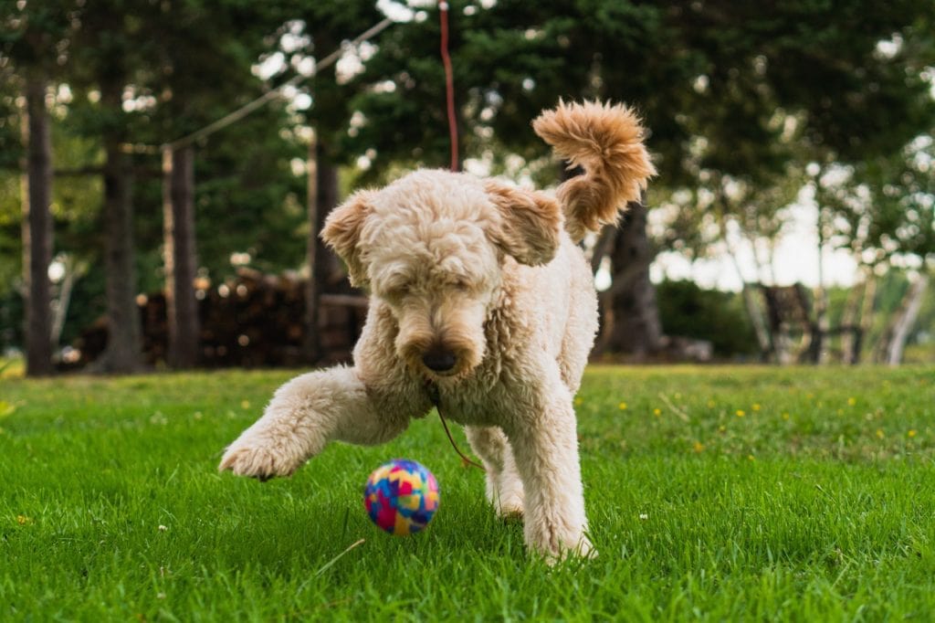 Goldendoodle playing with ball at a park