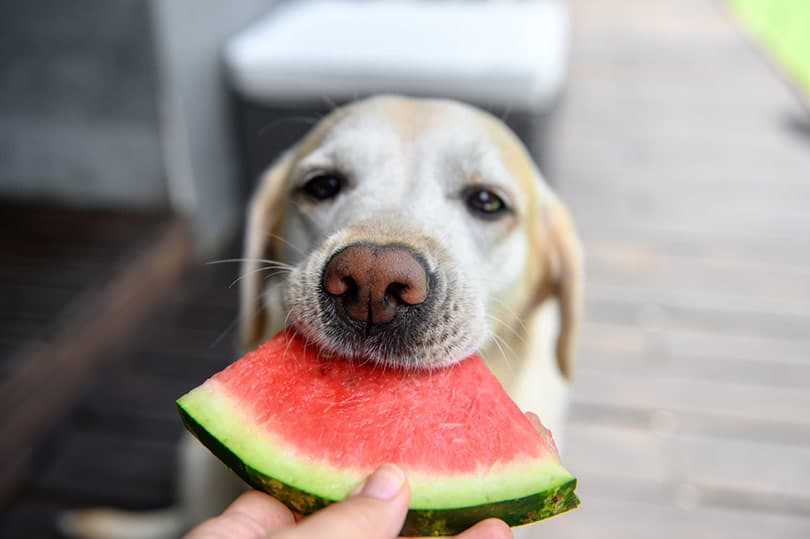 Labrador retriever eating watermelon