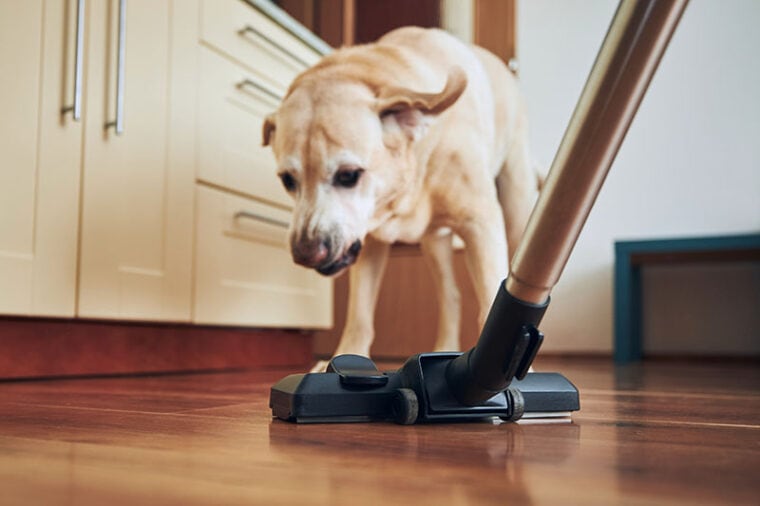 Naughty dog barking on vacuum cleaner during house cleaning