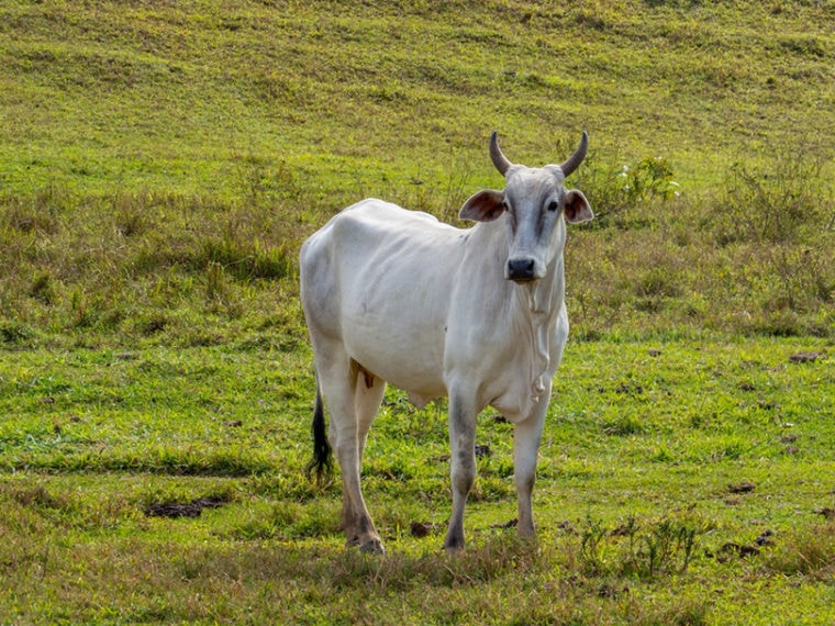 Нелорская порода крупного рогатого скота