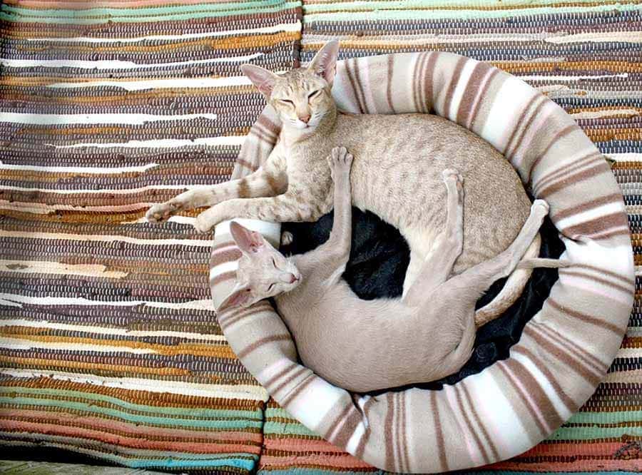 Oriental shorthair cats in bed