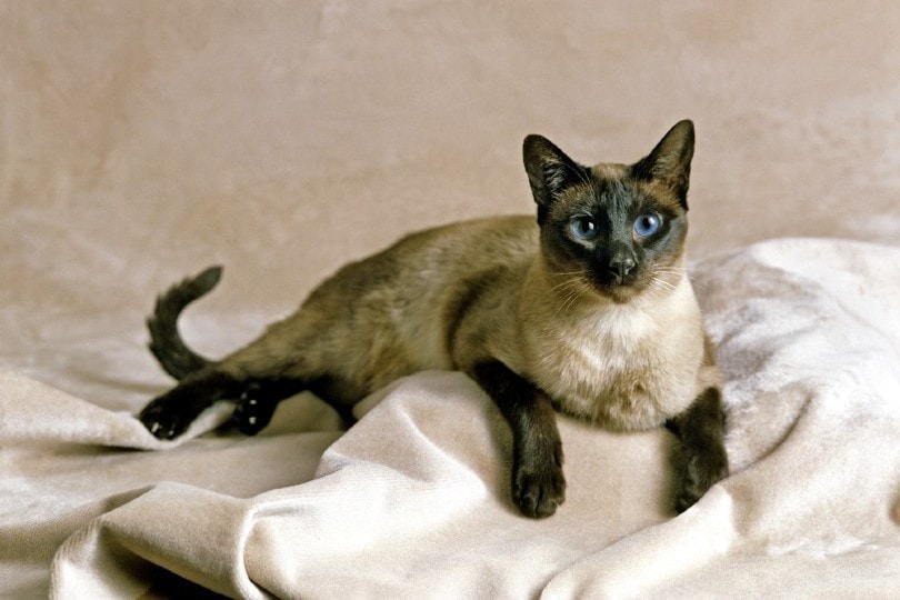 Сиамская домашняя кошка сил-пойнт
