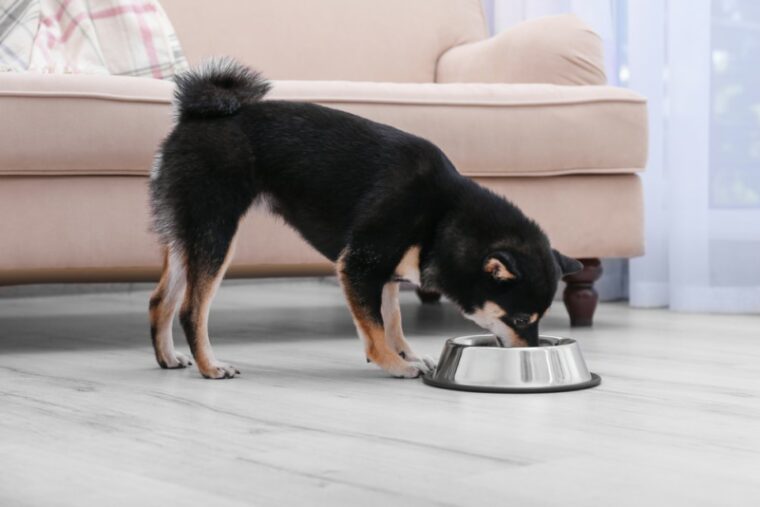 Shiba Inu dog eating from stainless steel bowl