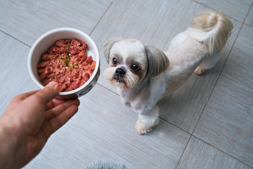 Собака ши-тцу получает еду от хозяина на кухне