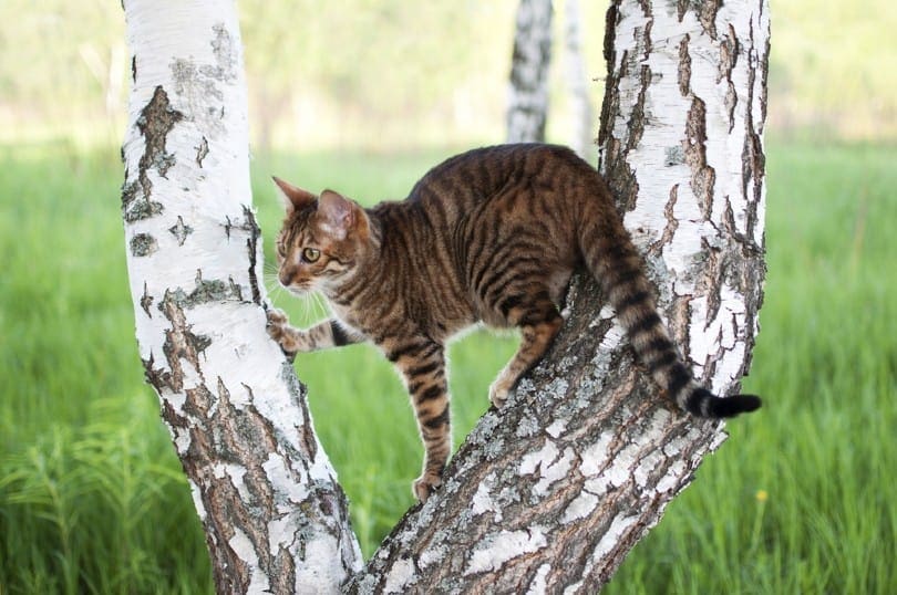 Toyger cat in a tree