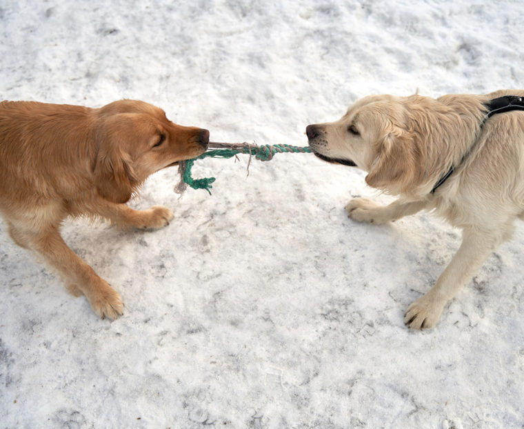 Two dogs playing tug of war with a rope