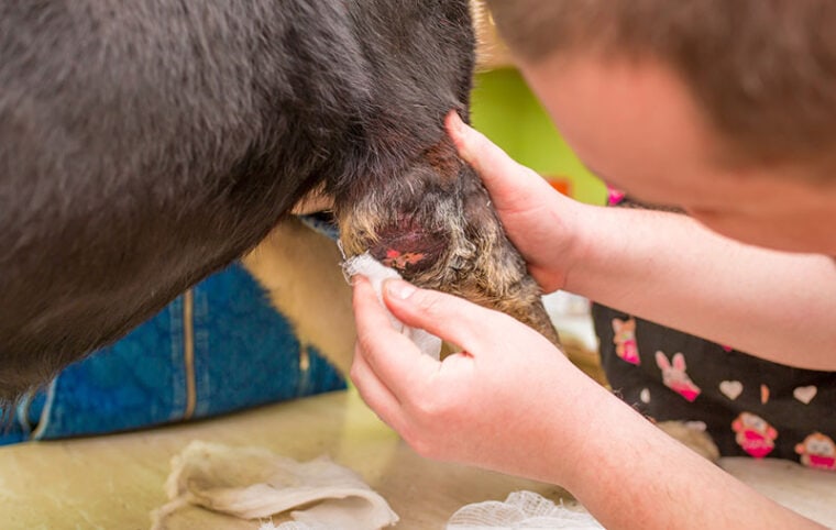Veterinario trata a un perro rottweiler en una clínica veterinaria