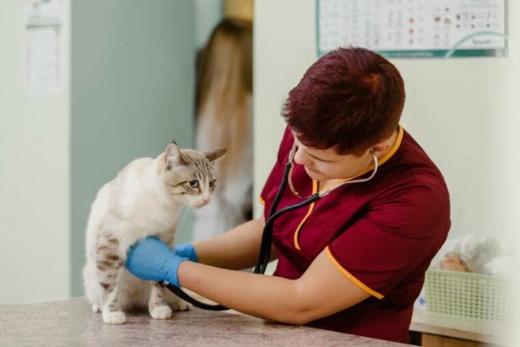 Veterinario midiendo la frecuencia cardíaca de un lindo gato