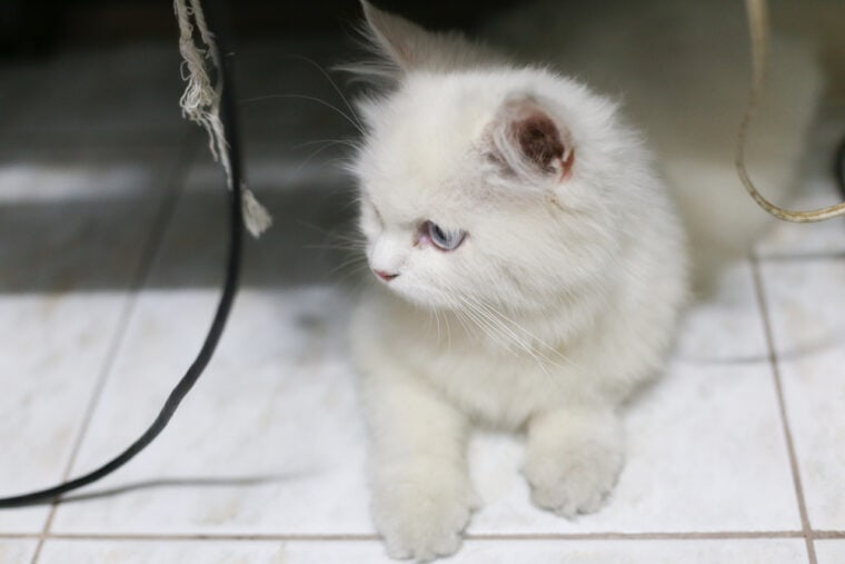 White Persian cat near cables