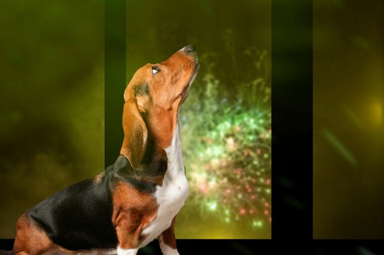 a dachshund dog barking at the fireworks