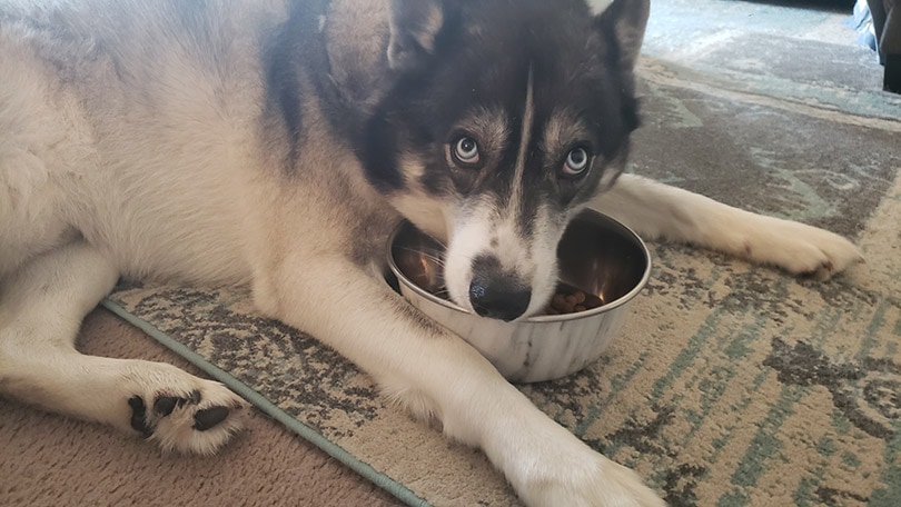 собака ест корм для взрослых собак дикой земли из миски