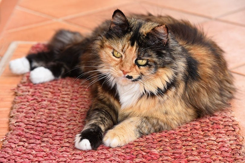 домашняя длинношерстная кошка лежит дома на ковре