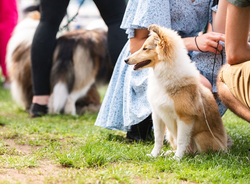 a sheltie puppy in a crowd on a leash