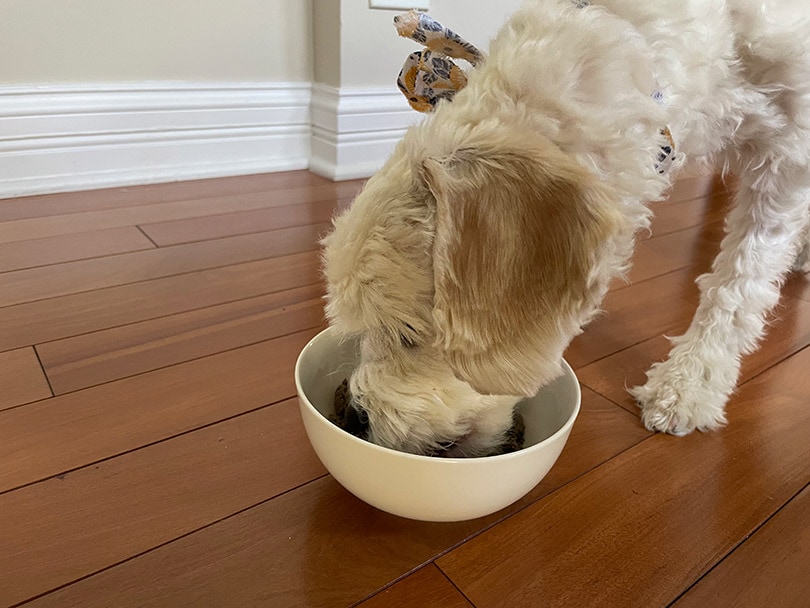 a white fluffy dog eating a raised right adult dog food recipe from a bowl