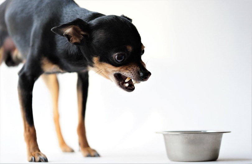 злая собака защищает тарелку с едой собака рычит стальной пластиной