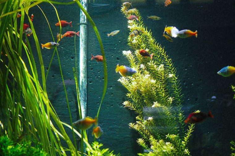 aquarium with fish and plants
