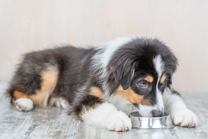 perro pastor australiano comiendo, tazón de acero