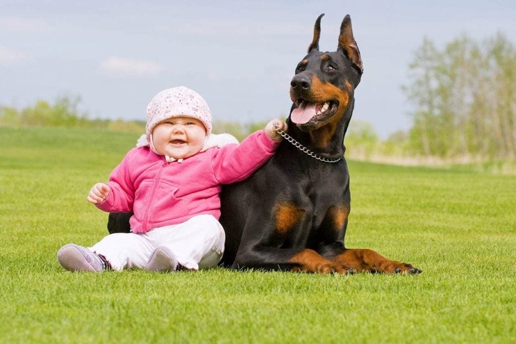 baby and a doberman dog