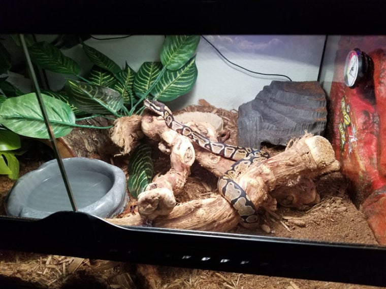 ball python in an enclosure