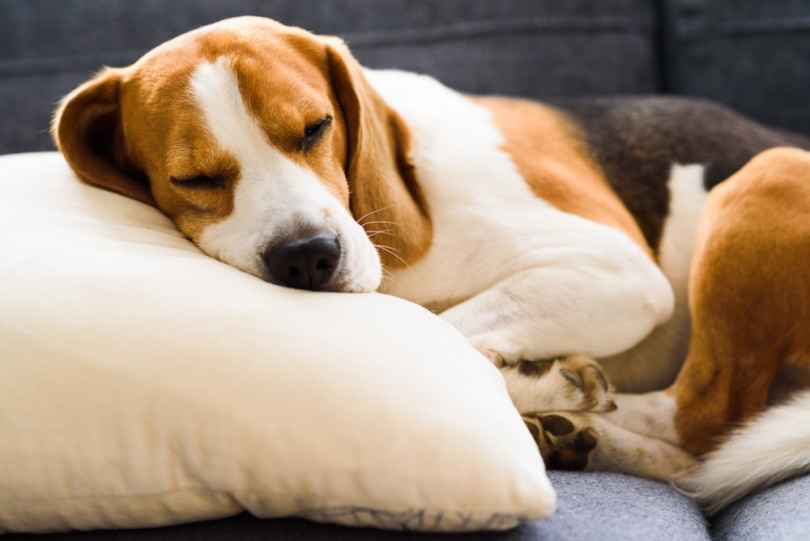 beagle dog sleeping on pillow