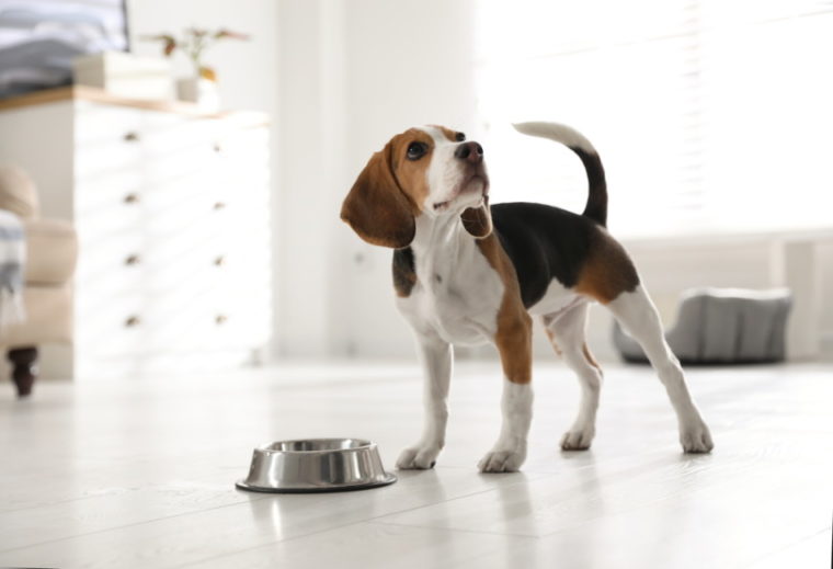 cachorro beagle cerca del plato de comida