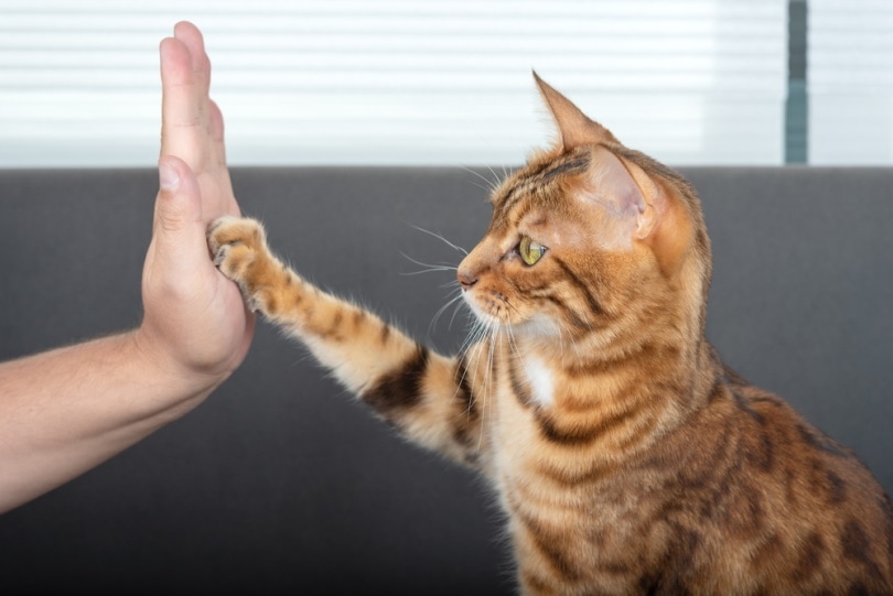 bengal cat gives high five paw to owner