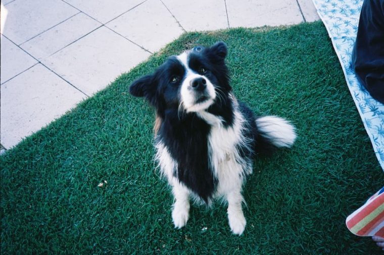 black and white dog on a grass floor