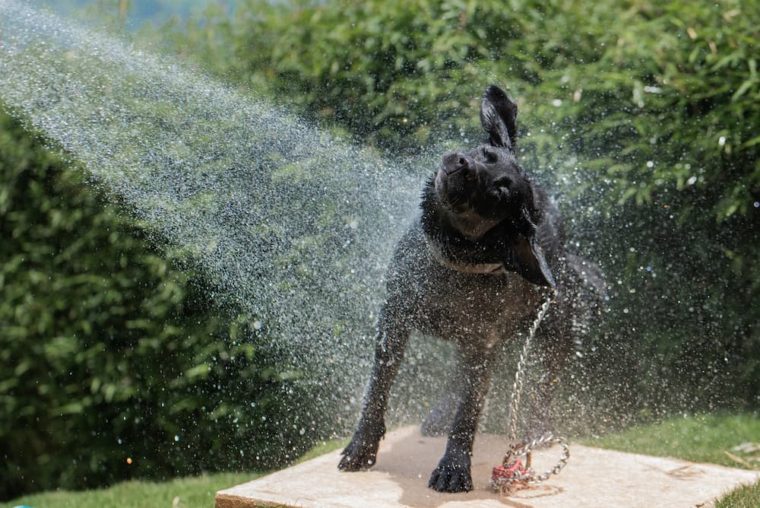 black dog playing in water fountain