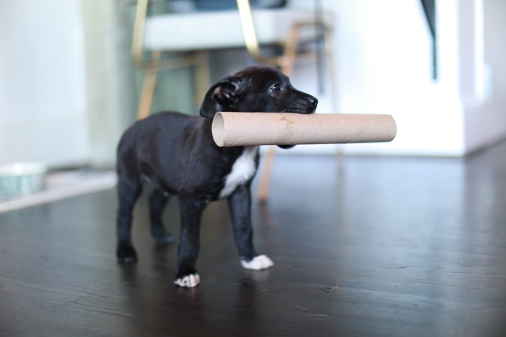 https://petkeen.com/wp-content/uploads/2022/06/black-dog-with-tissue-cardboard-in-its-mouth_taylordeasmelesh_Unsplash-e1654675917148.jpg