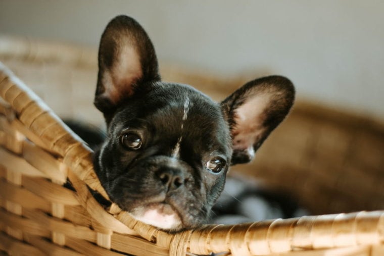 black french bulldog in a basket