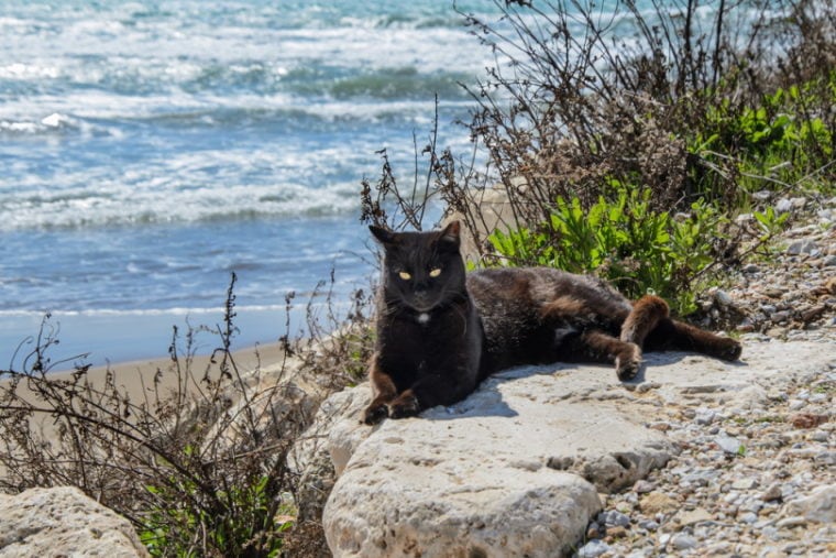 bombay cat lies on coastal rock