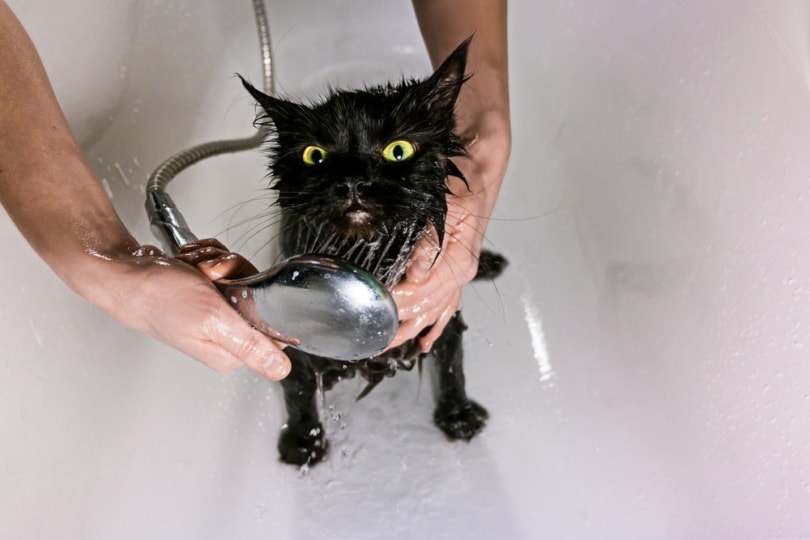 bombay cat taking a bath