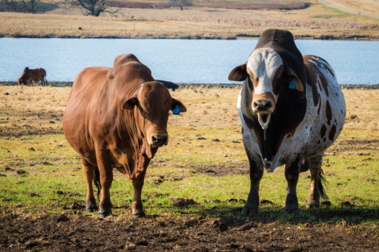 боранские быки стоят в поле