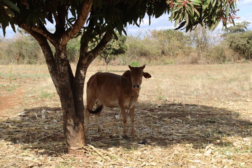 la vaca boran se para debajo del árbol