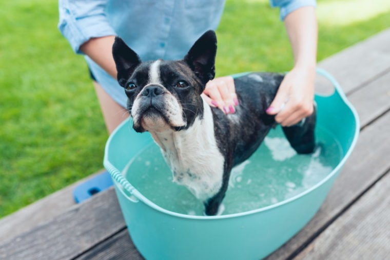 boston terrier having bath