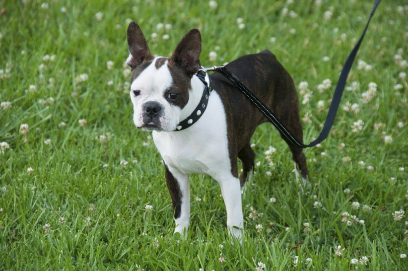 boston terrier on leash