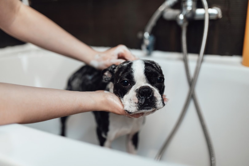 boston terrier taking a bath