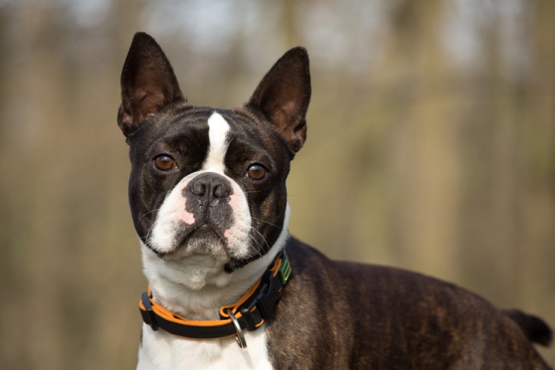 boston terrier with collar