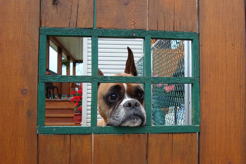 собака-боксер теряет тревогу за дверью, тревога разлуки