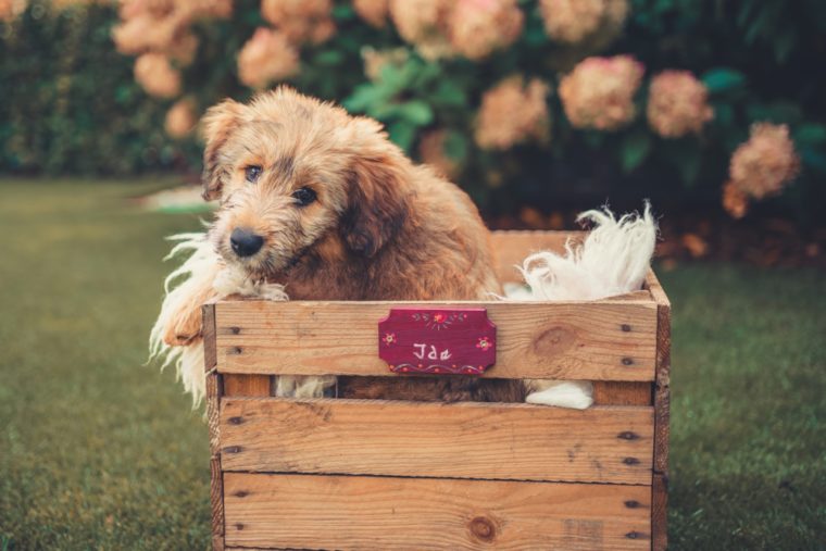 brown dog in a wooden crate