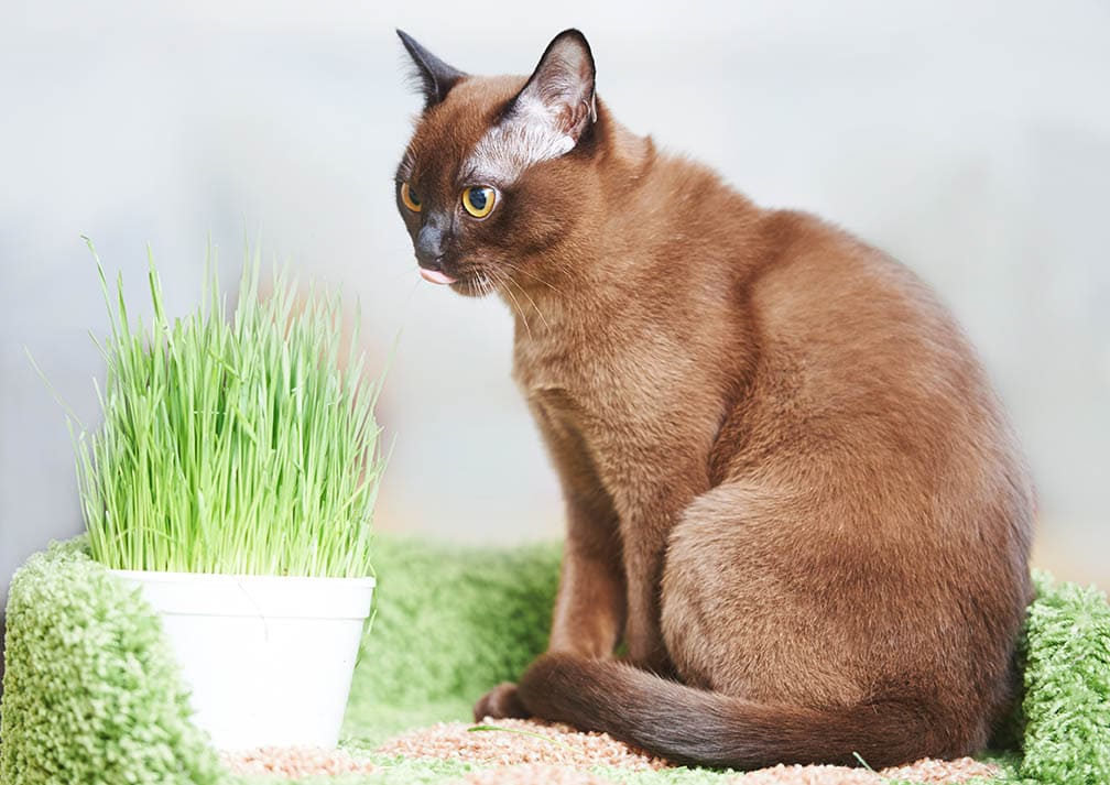 gato birmano comiendo hierba